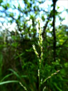 Milium vernale M.Bieb., 1808