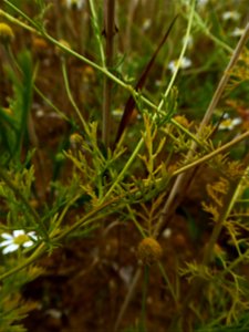Anthemis cotula L., 1753