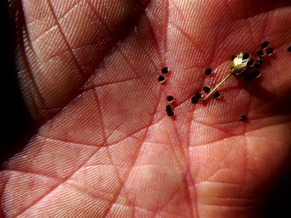 Spergula morisonii Boreau, 1847