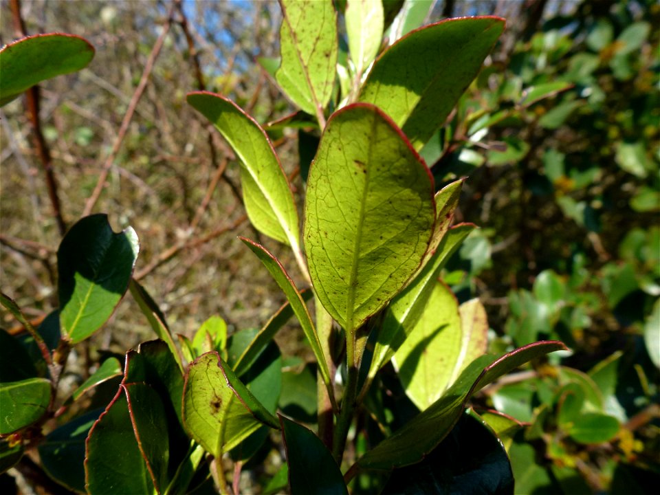 Rhamnus alaternus L., 1753