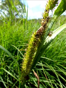 Carex riparia Curtis, 1783