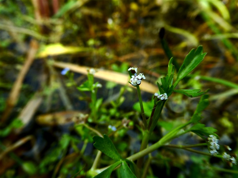 Helosciadium inundatum (L.) W.D.J.Koch, 1824