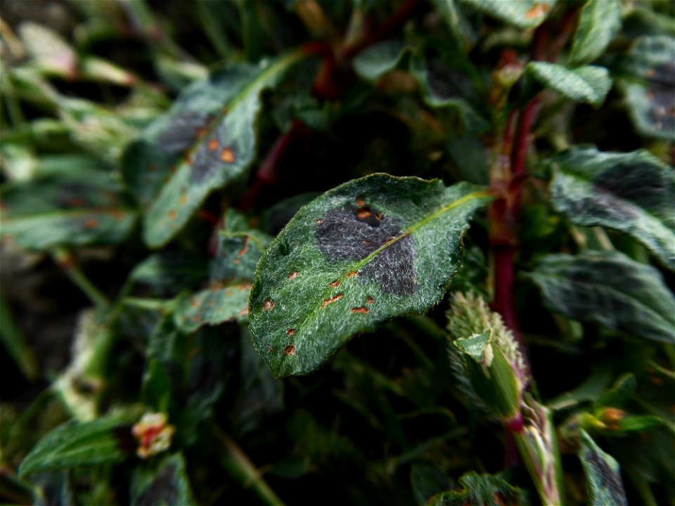 Persicaria lapathifolia (L.) Delarbre, 1800