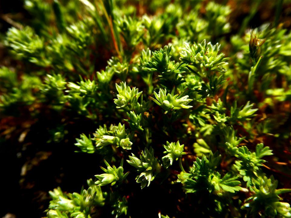 Scleranthus annuus L., 1753