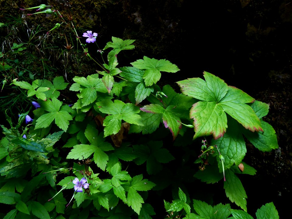 Geranium nodosum L., 1753