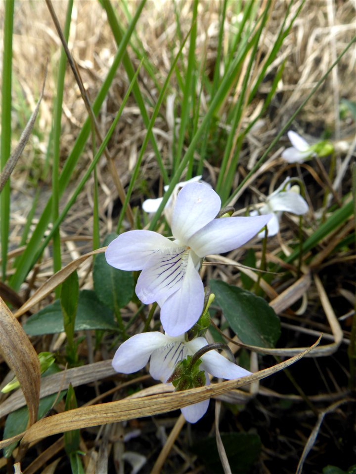 Viola lactea Sm., 1798