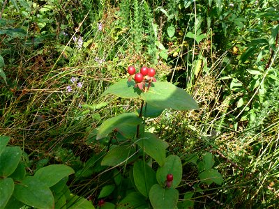 Hypericum androsaemum L., 1753