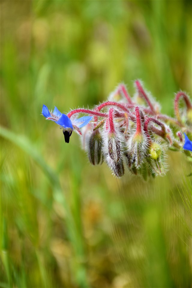 Borago officinalis L., 1753