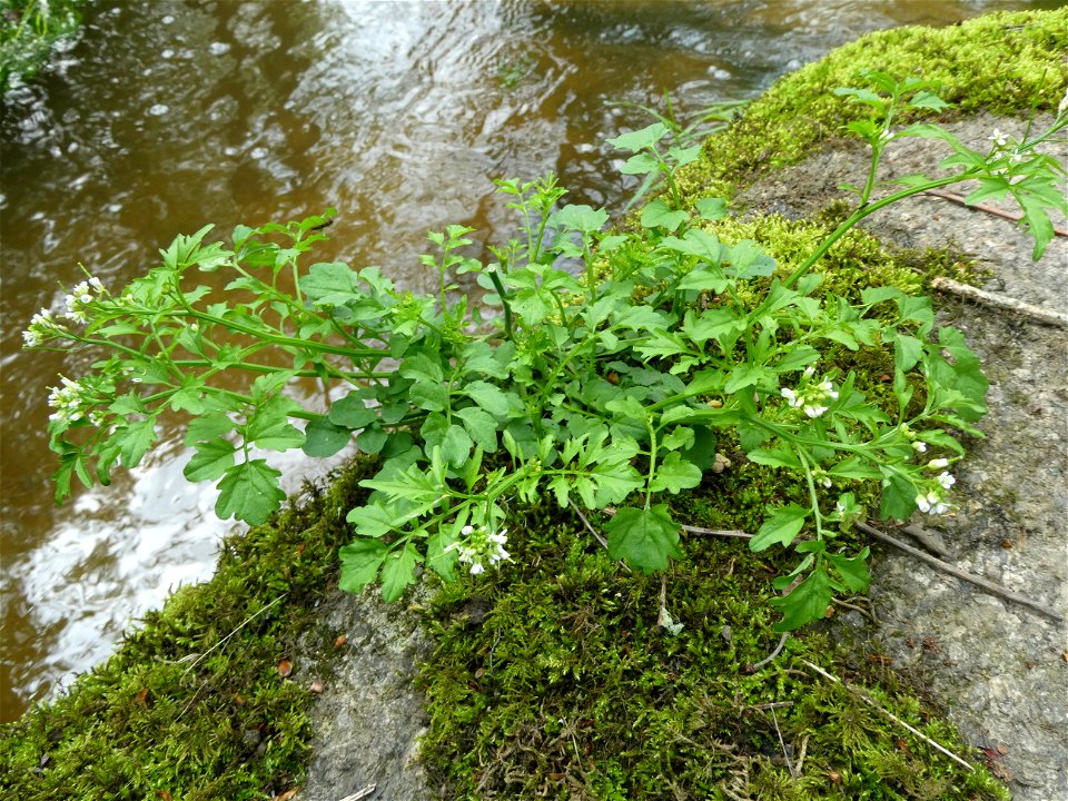 Cardamine flexuosa With., 1796