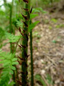 Dryopteris dilatata (Hoffm.) A.Gray, 1848 photo