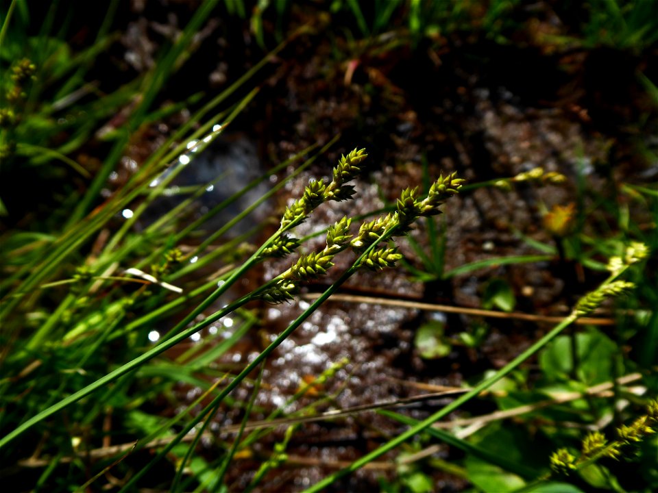 Carex canescens L., 1753