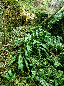 Asplenium scolopendrium L., 1753