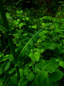 Lactuca plumieri (L.) Gren. & Godr., 1850