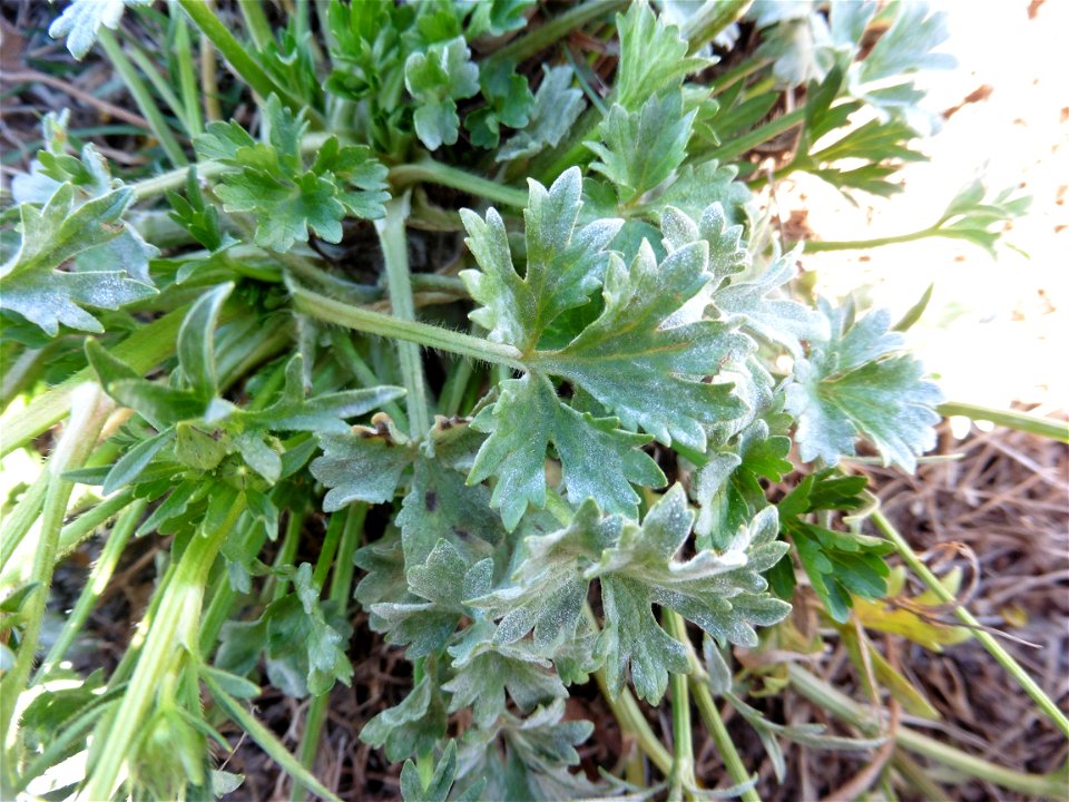 Ranunculus sardous Crantz, 1763