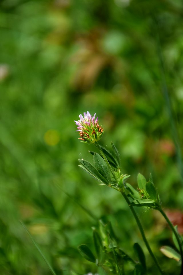 Trifolium squamosum L., 1759