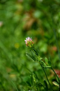 Trifolium squamosum L., 1759