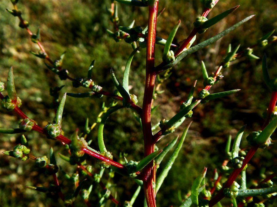 Suaeda maritima (L.) Dumort., 1827