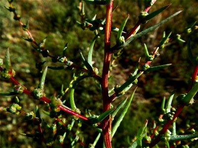 Suaeda maritima (L.) Dumort., 1827