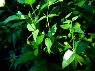 Myosoton aquaticum (L.) Moench, 1794