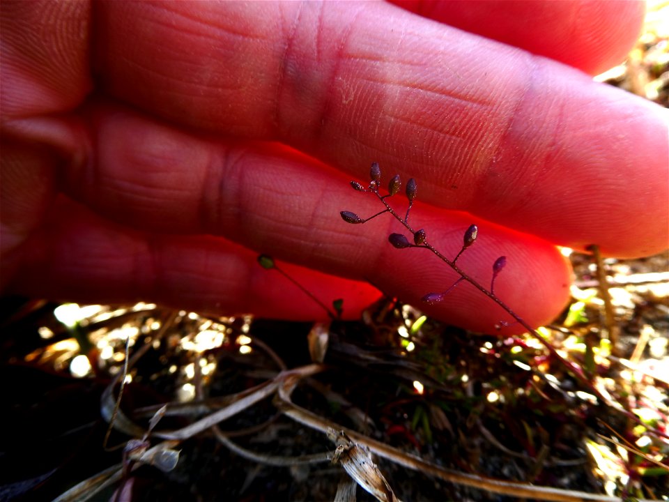 Hornungia procumbens (L.) Hayek, 1925