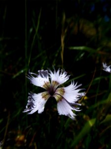 Dianthus hyssopifolius L., 1755