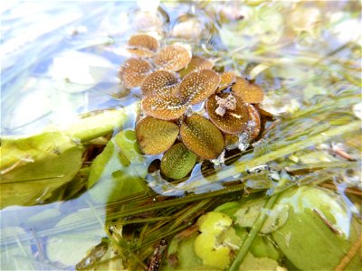 Salvinia minima Baker, 1886