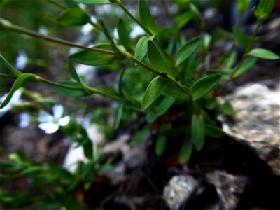 Atocion rupestre (L.) Oxelman, 2001 photo