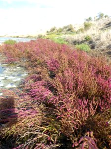 Salicornia emericii Duval-Jouve, 1868