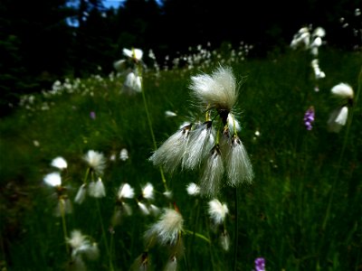 Eriophorum latifolium Hoppe, 1800