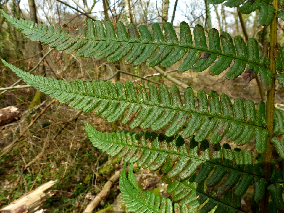 Dryopteris affinis (Lowe) Fraser-Jenk., 1979