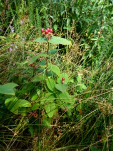 Hypericum androsaemum L., 1753