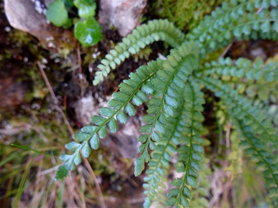 Asplenium viride Huds., 1762