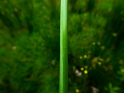 Juncus effusus L., 1753