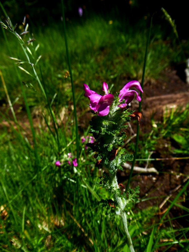Pedicularis pyrenaica J.Gay, 1832