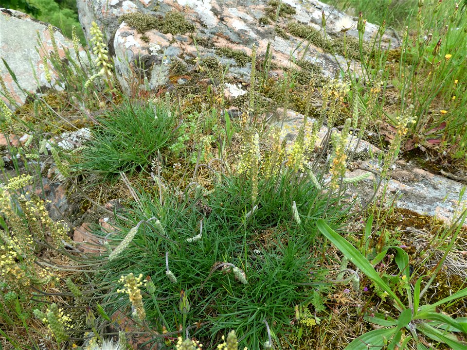 Plantago capitellata Ramond ex DC., 1805