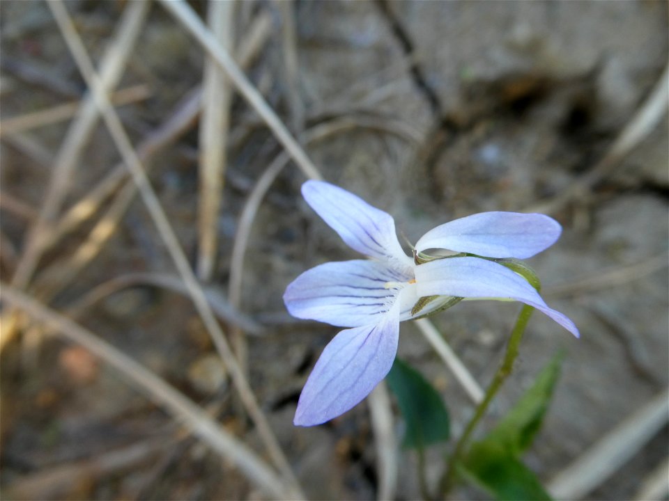 Viola lactea Sm., 1798
