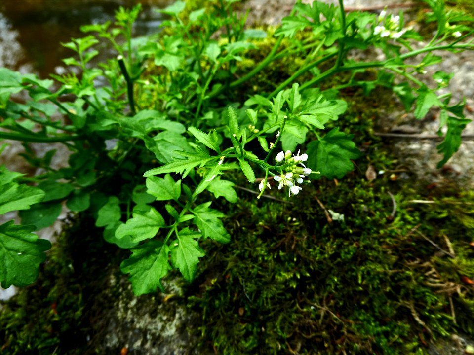 Cardamine flexuosa With., 1796