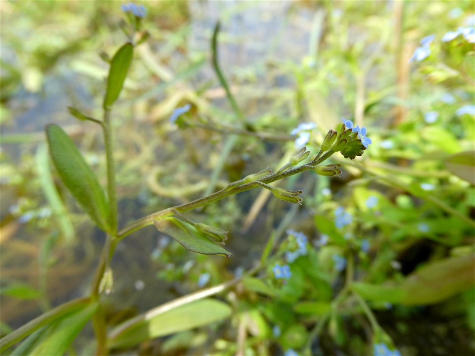 Myosotis sicula Guss., 1843