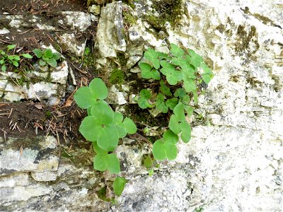 Anemone hepatica L., 1753