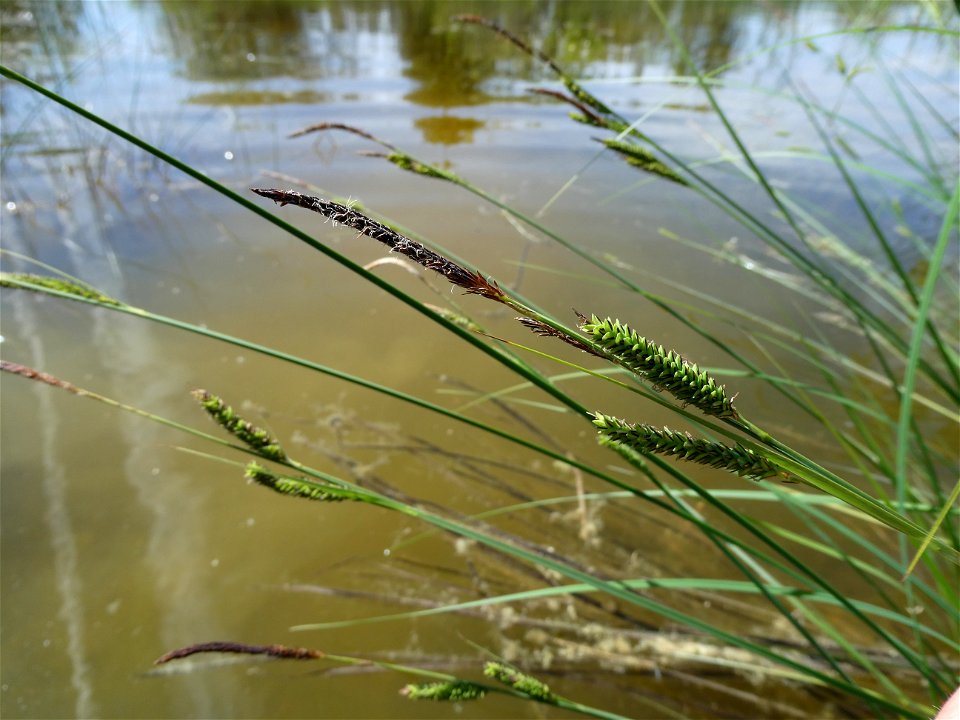Carex elata All., 1785