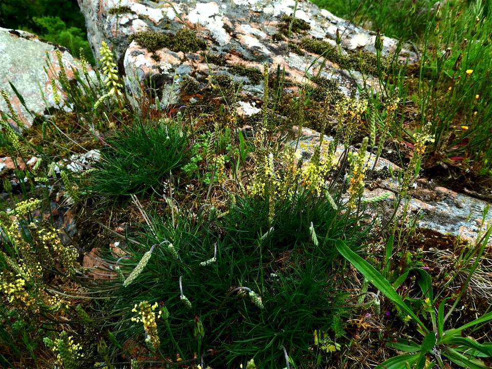Plantago capitellata Ramond ex DC., 1805
