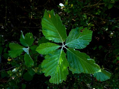 Sorbus aria (L.) Crantz, 1763