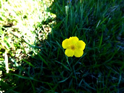 Ranunculus gramineus L., 1753 photo