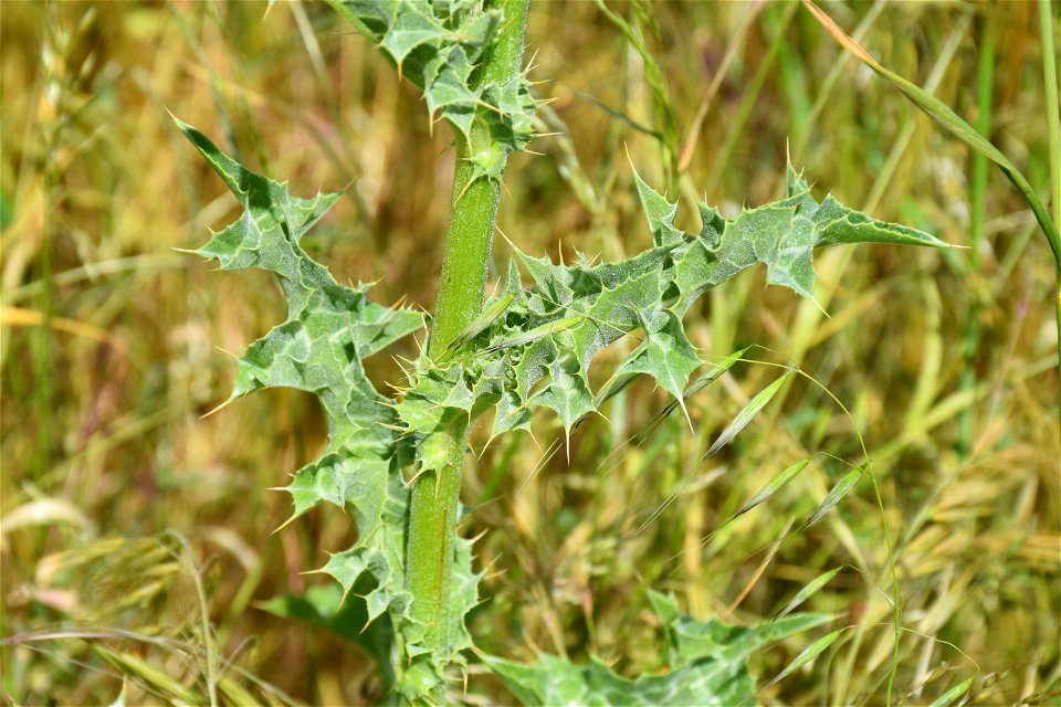 Silybum marianum (L.) Gaertn., 1791