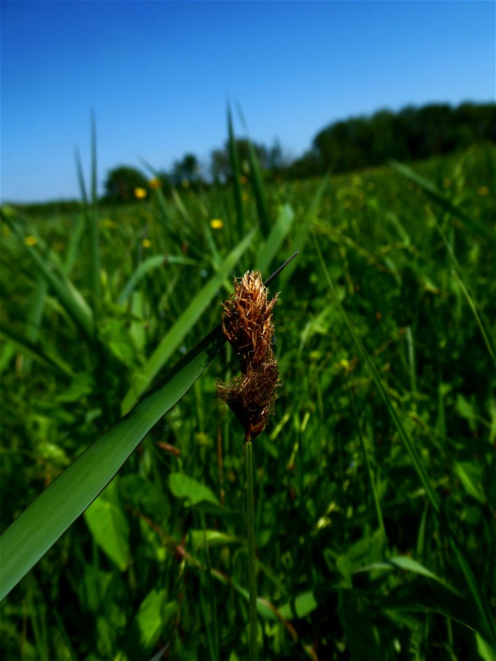 Carex disticha Huds., 1762