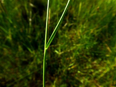 Agrostis capillaris L., 1753
