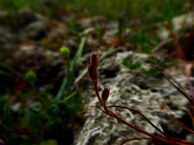 Juncus ranarius Songeon & E.P.Perrier, 1860