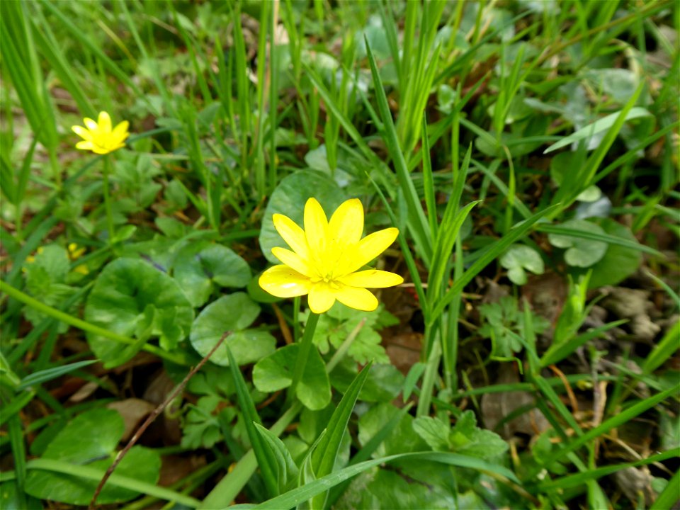 Ficaria verna Huds., 1762