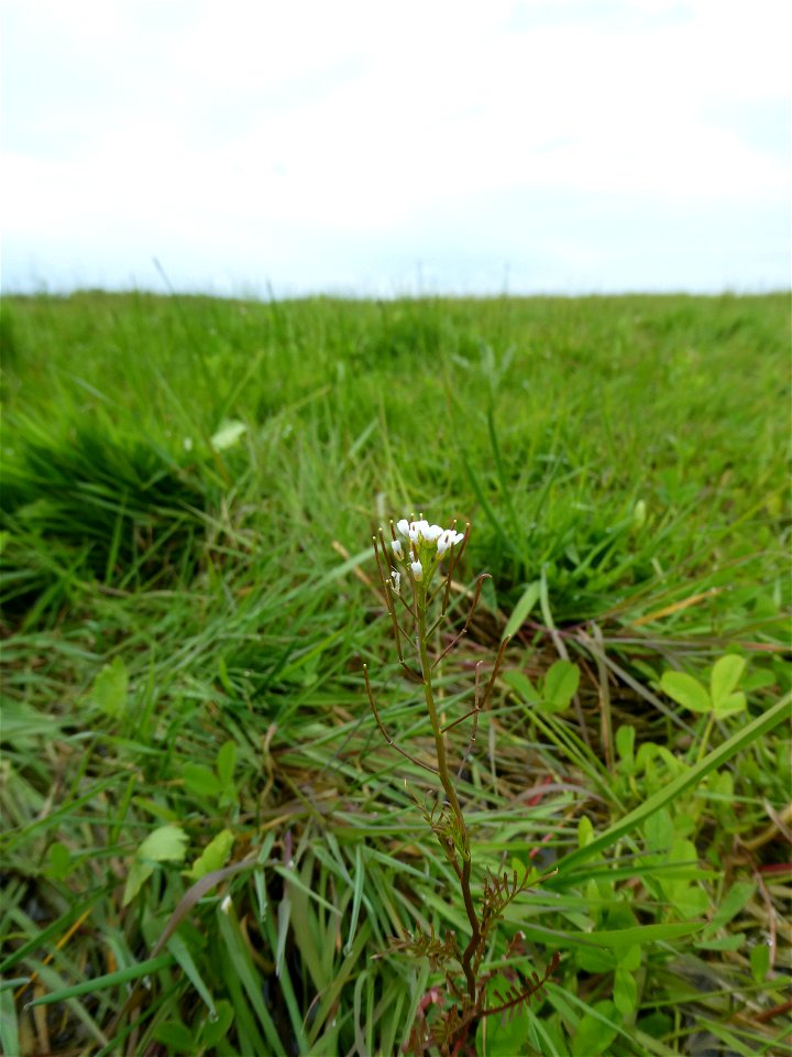 Cardamine parviflora L., 1759