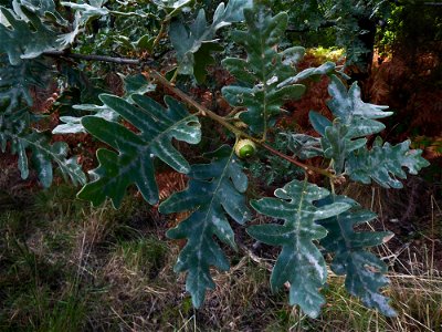 Quercus pyrenaica Willd., 1805